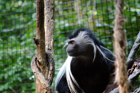Black-and-white colobus - New World Encyclopedia