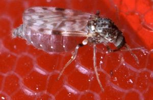 Midge - New World Encyclopedia