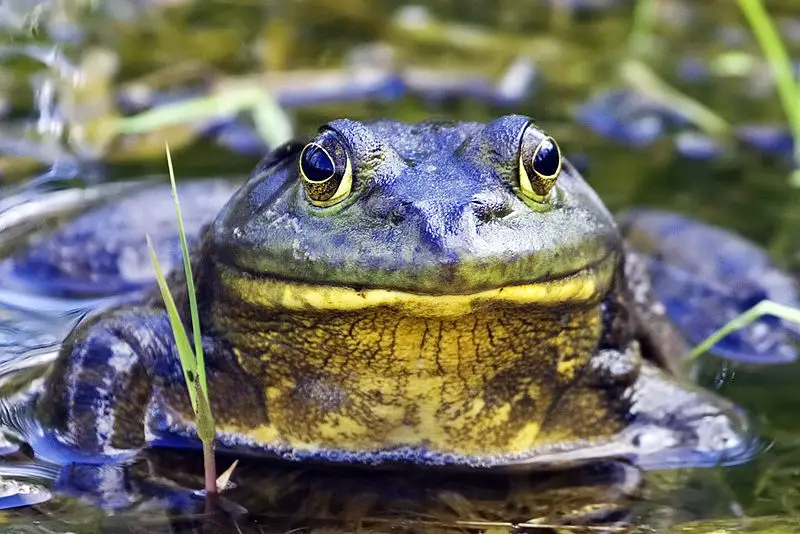 Bullfrog - New World Encyclopedia
