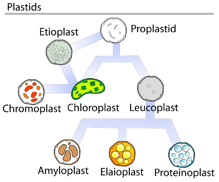 Plastid - New World Encyclopedia