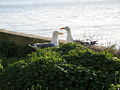 Thumbnail for version as of 03:57, 20 February 2009
