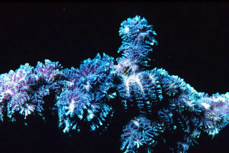 File:Costazia costazi.jpg