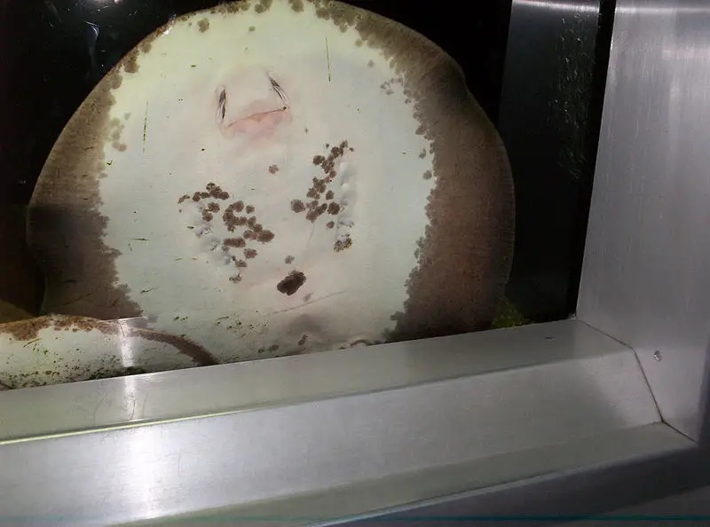 File:Freshwater ray.jpg