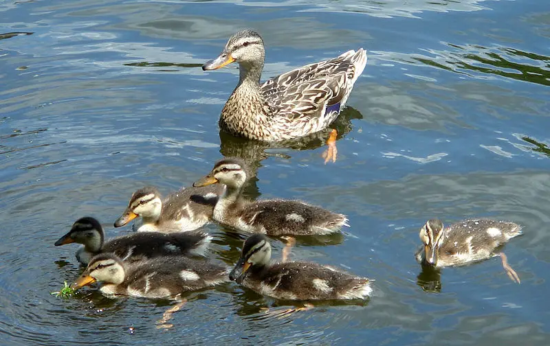 File:Mother duck with chicks.jpg