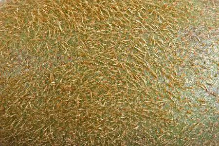 Kiwifruit - New World Encyclopedia