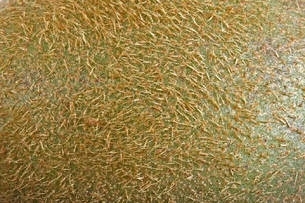 Kiwifruit - New World Encyclopedia