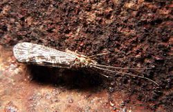 Trichoptera caddisfly 1.jpg