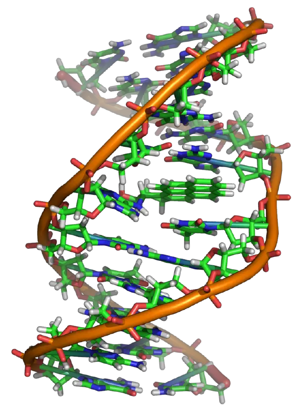 DNA - New World Encyclopedia