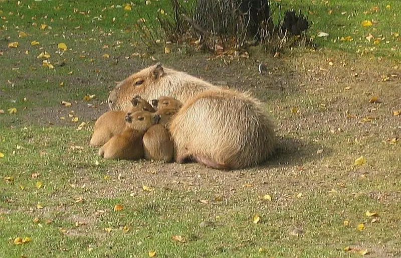 File:Capybara with young.jpg