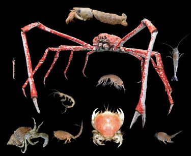 Malacostraca - New World Encyclopedia