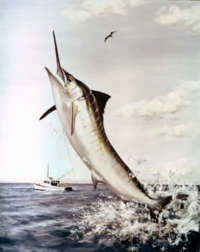 Striped marlin, Tetrapturus audax