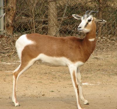 Gazelle - New World Encyclopedia