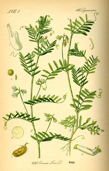 Lentil - New World Encyclopedia