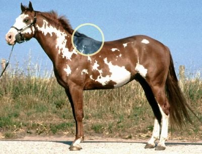 Horse - New World Encyclopedia