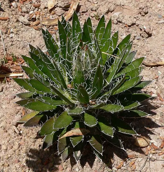 File:Agave schidigera Durango Delight.jpg