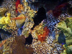 Living corals underwater are more colorful than dead coral