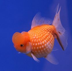 A Hama Nishiki goldfish (a relation of the Pearlscale fancy goldfish variety)