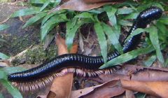 Millipede - New World Encyclopedia