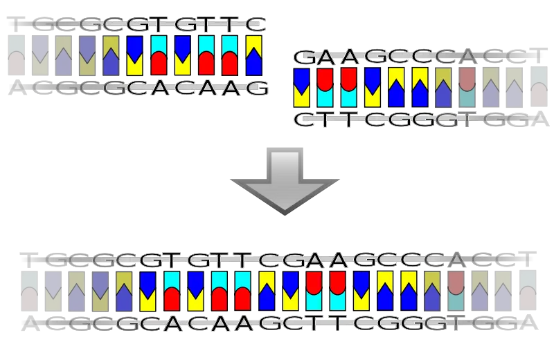 File:Blunt ligation.svg