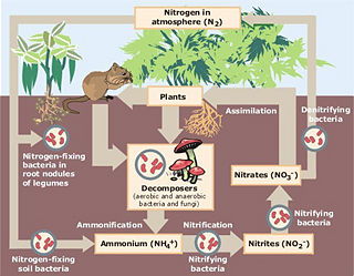 How do nitrogen fixing bacteria help cycle nitrogen through ecosystems Nitrogen Fixation New World Encyclopedia