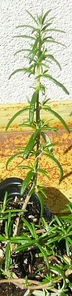 File:Rosemary 'Irene'.jpg