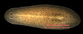 Thumbnail for version as of 12:11, 9 February 2007