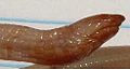 Thumbnail for version as of 14:32, 30 June 2006