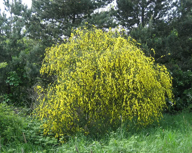 File:Cytisus scoparius2.jpg