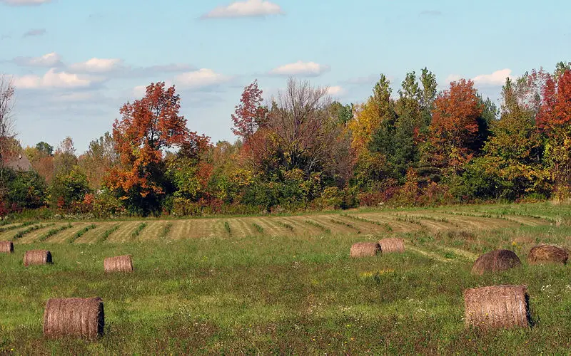 File:Hayfield in fall.jpg