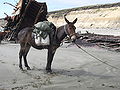 Thumbnail for version as of 22:04, 14 October 2007