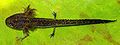 Thumbnail for version as of 18:26, 31 March 2007