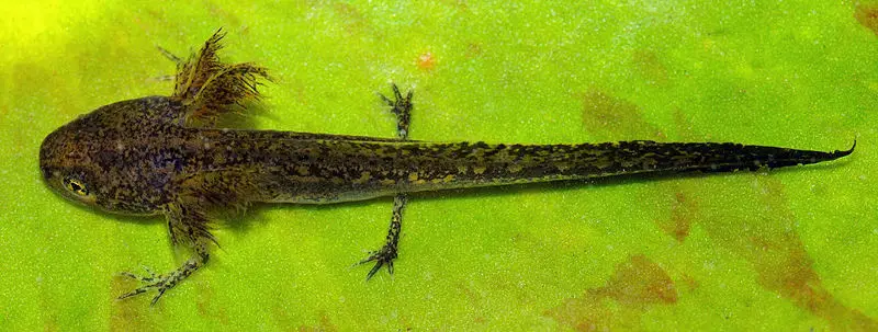 File:Smooth Newt larva (aka).jpg