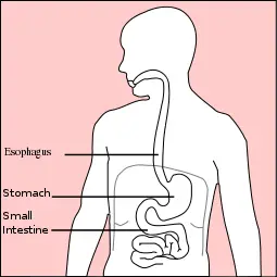 File:Stomach diagram.svg