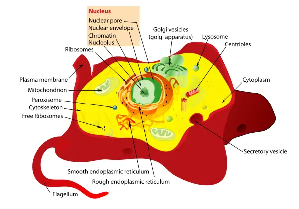 File:Animal cell structure.svg