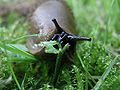 Thumbnail for version as of 13:33, 7 November 2008