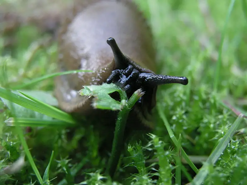 File:Arion lusitanicus eating.jpg