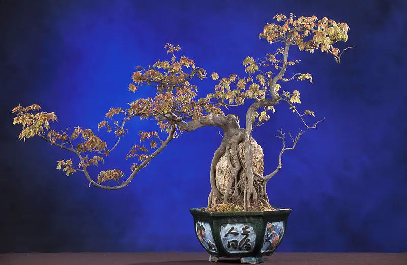 File:BonsaiTridentMaple.jpg
