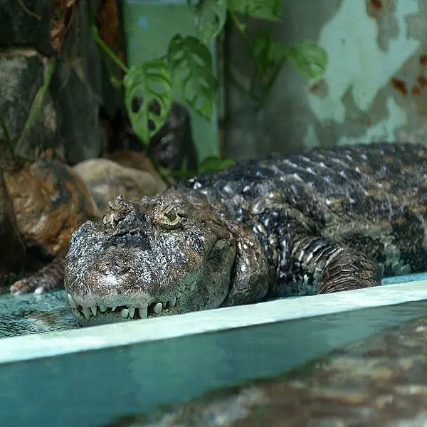 File:Caiman latirostris.jpg