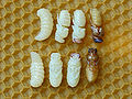 Thumbnail for version as of 13:14, 19 April 2008