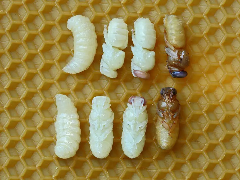 File:Drohnenpuppen 81b.jpg