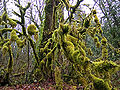 Thumbnail for version as of 21:03, 8 December 2008