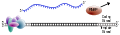 Thumbnail for version as of 08:54, 20 February 2009