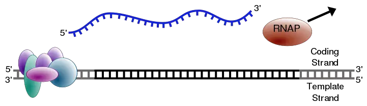 File:Simple transcription termination1.svg