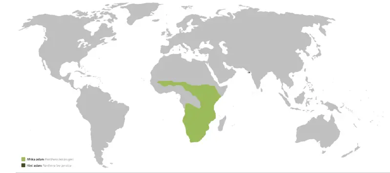 File:Wiki-Panthera leo.png