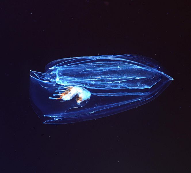 File:Ctenophora.jpg