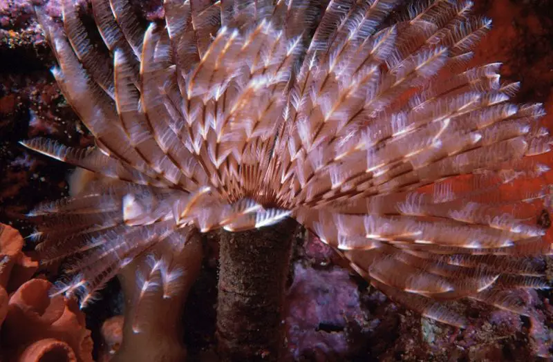 File:Featherduster 300.jpg