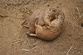 Thumbnail for version as of 03:41, 21 December 2008