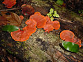 Thumbnail for version as of 04:02, 3 June 2006