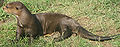 Thumbnail for version as of 19:48, 19 July 2007