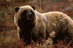 Grizzly bear (U. arctos horribilis)